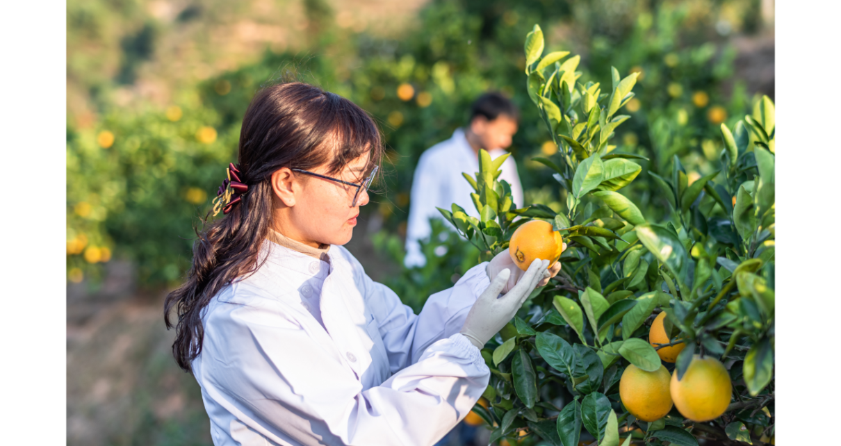 Limpeza da colheita: boas práticas no manuseio de frutas e hortaliças