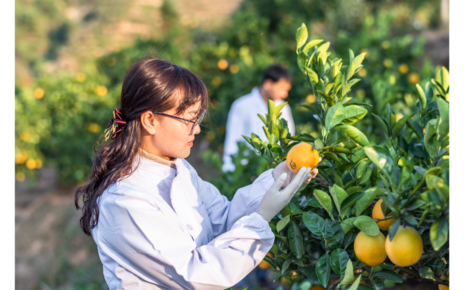Limpeza da colheita: boas práticas no manuseio de frutas e hortaliças