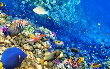 Os corais possuem uma importante função ecológica