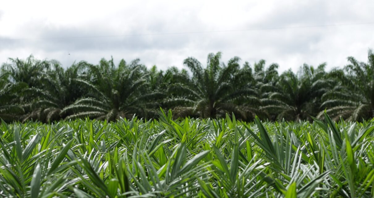 Grupo BBF amplia área de cultivo sustentável de palma