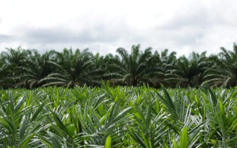 Grupo BBF amplia área de cultivo sustentável de palma