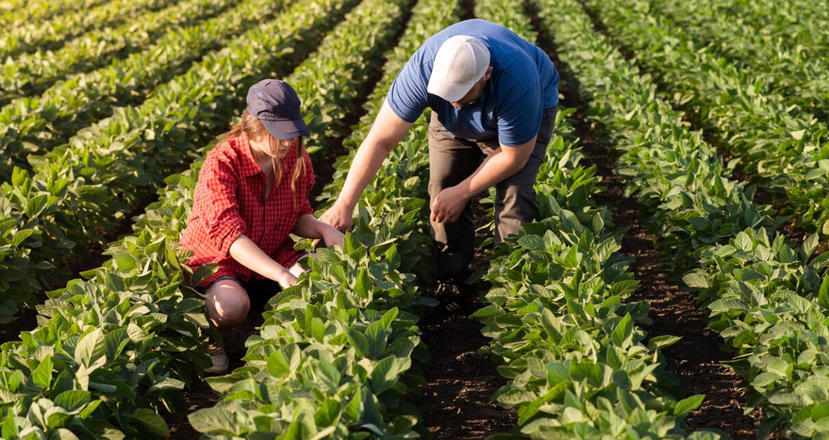 Agricultura familiar impacta produção de biodiesel