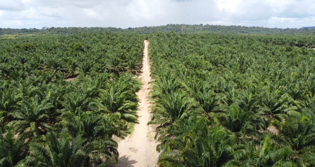 Grupo BBF desenvolve "Pré-Sal Verde" na Amazônia