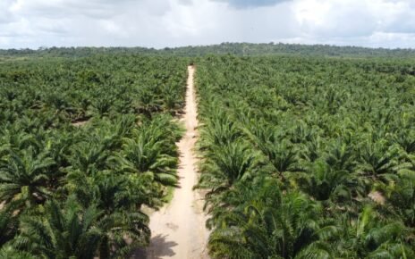 Grupo BBF desenvolve "Pré-Sal Verde" na Amazônia