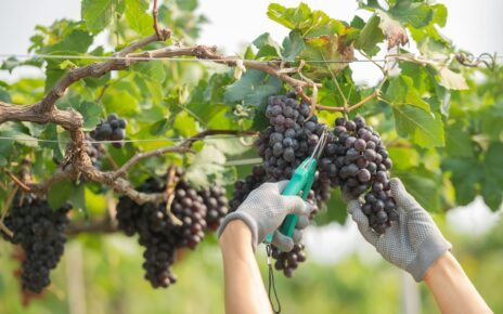 Preferência por vinhos orgânicos e biodinâmicos cresce