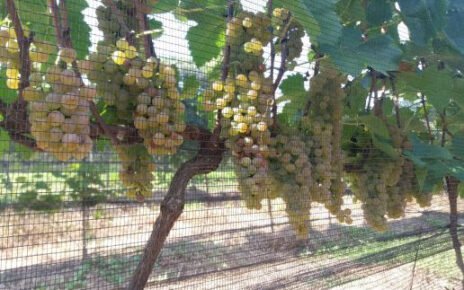 Uva híbrida produz vinho em qualquer estação