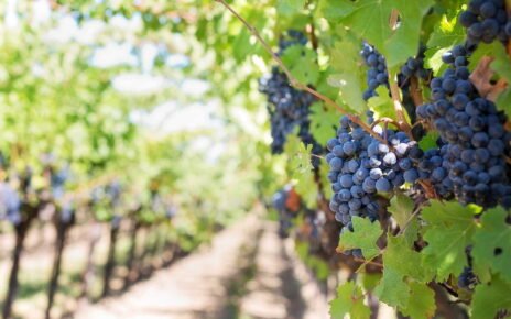 Encontro discute efeitos do clima no cultivo de uvas