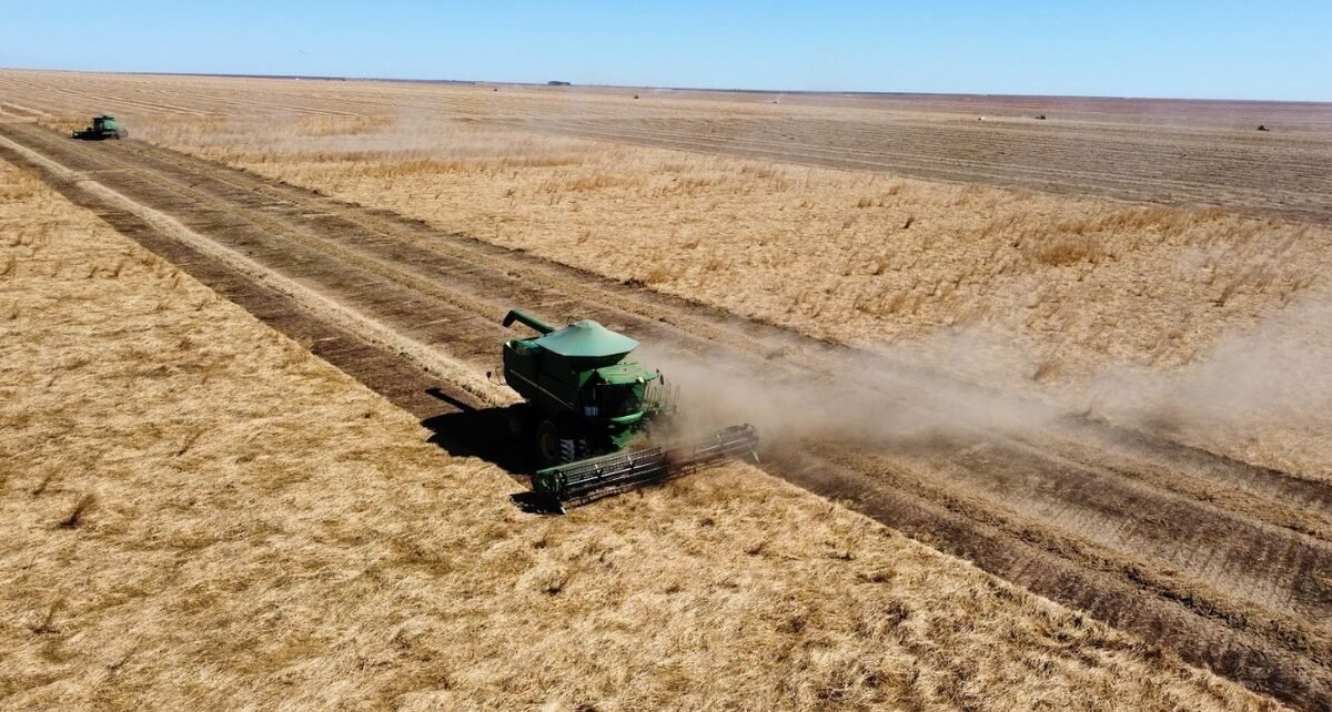 Agronegócio Estrondo bate recorde em colheita de braquiária