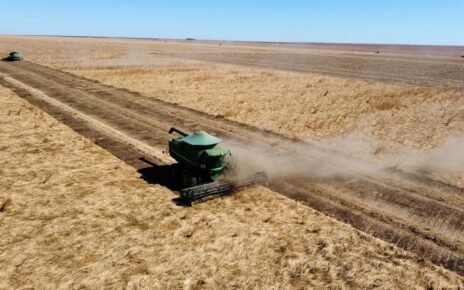 Agronegócio Estrondo bate recorde em colheita de braquiária