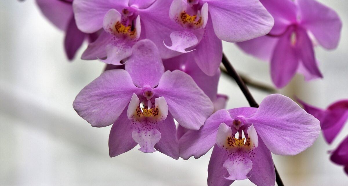 Cultivo de orquídeas em escritórios traz benefícios para a saúde