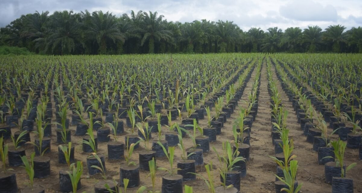 Grupo BBF contribui com agricultura sustentável na Amazônia