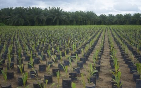 Grupo BBF contribui com agricultura sustentável na Amazônia