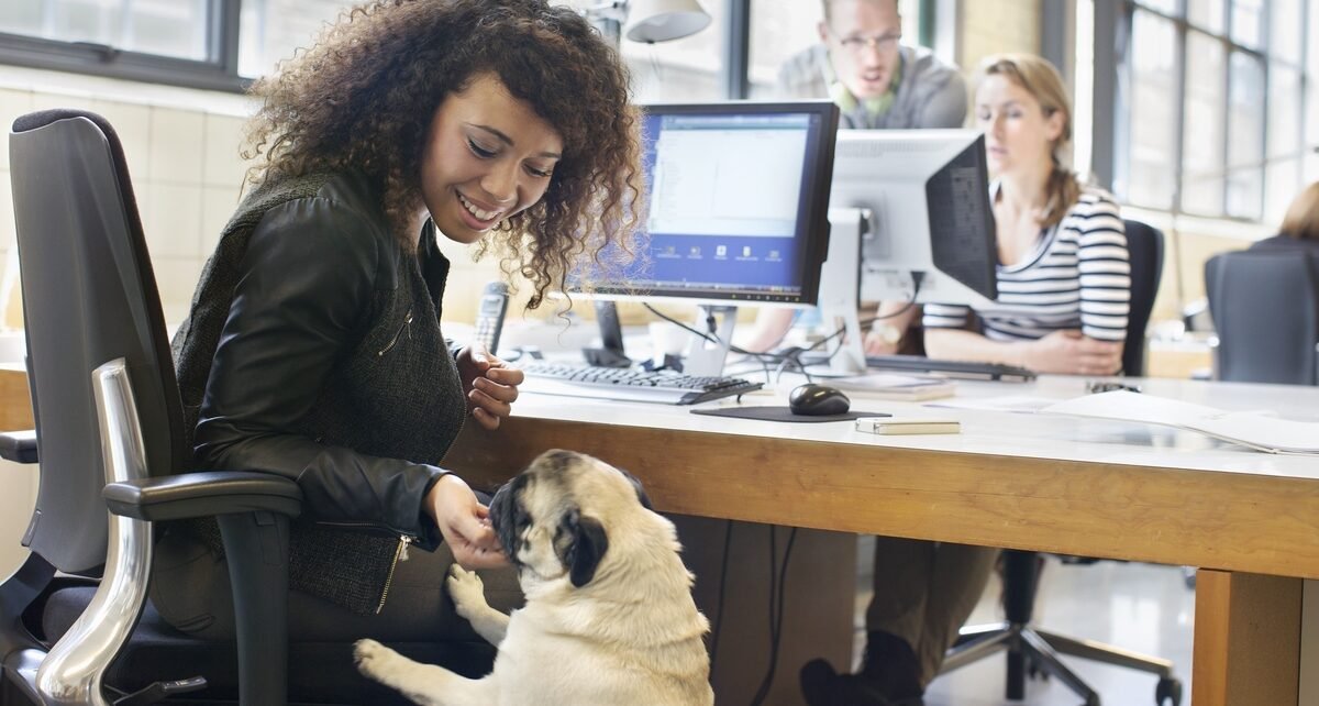 Escritórios abrem portas para os pets e colhem benefícios