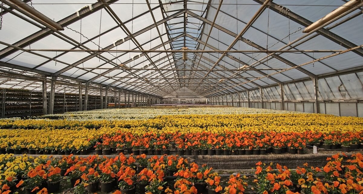 Giuliana Flores é a marca mais lembrada do setor pelos brasileiros, diz pesquisa