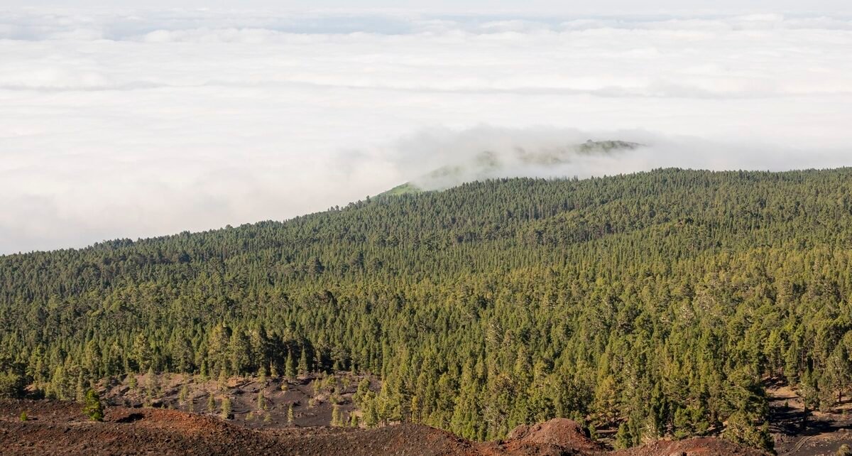 América Latina pode reflorestar 398 milhões de hectares