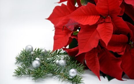 Giuliana Flores prevê aumento de 25% nas vendas no Natal