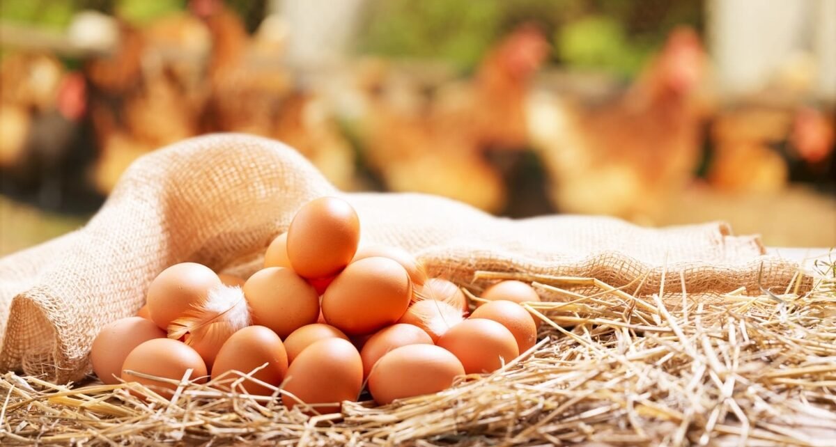 Giraffas reforça norma de uso obrigatório de ovos cage-free