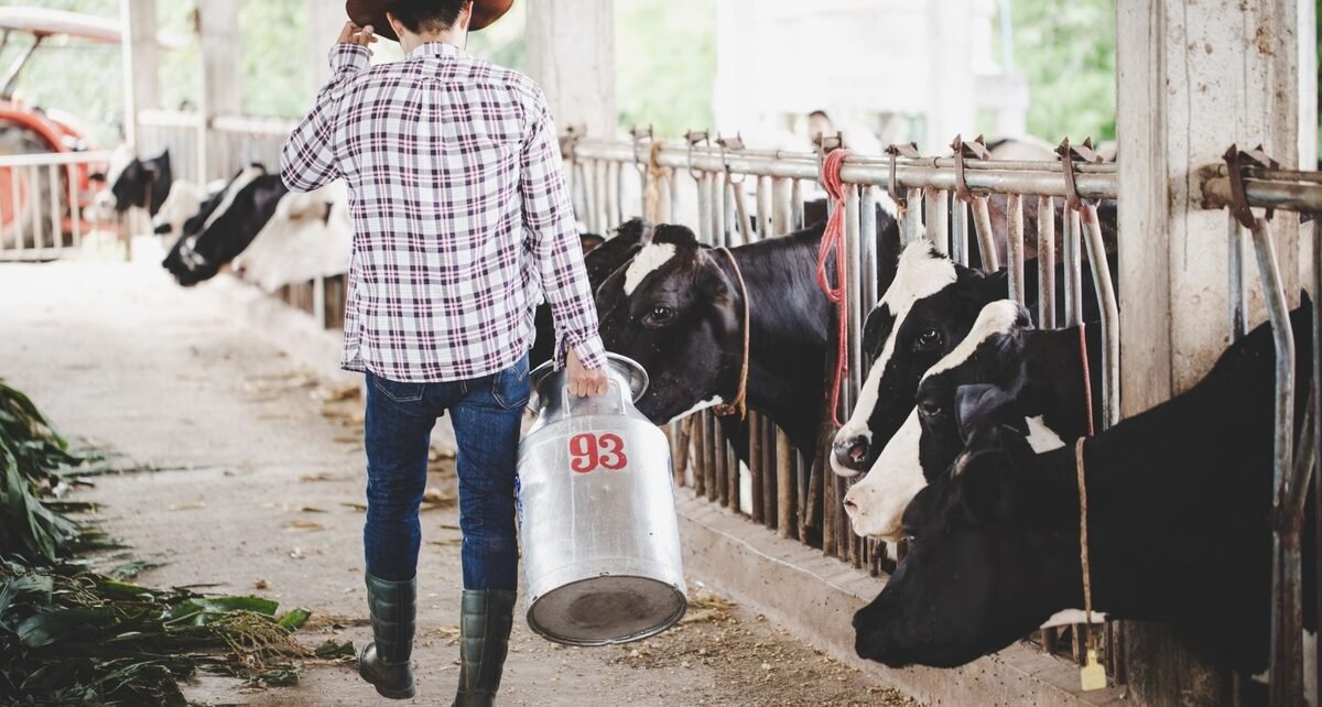 Escovas técnicas em nylon impulsionam higiene e eficiência na pecuária leiteira