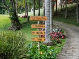 Enoturismo amplia concorrência e exige diferenciação