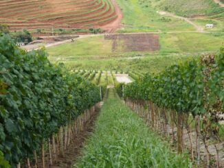 Governança do enoturismo fluminense será debatida em evento