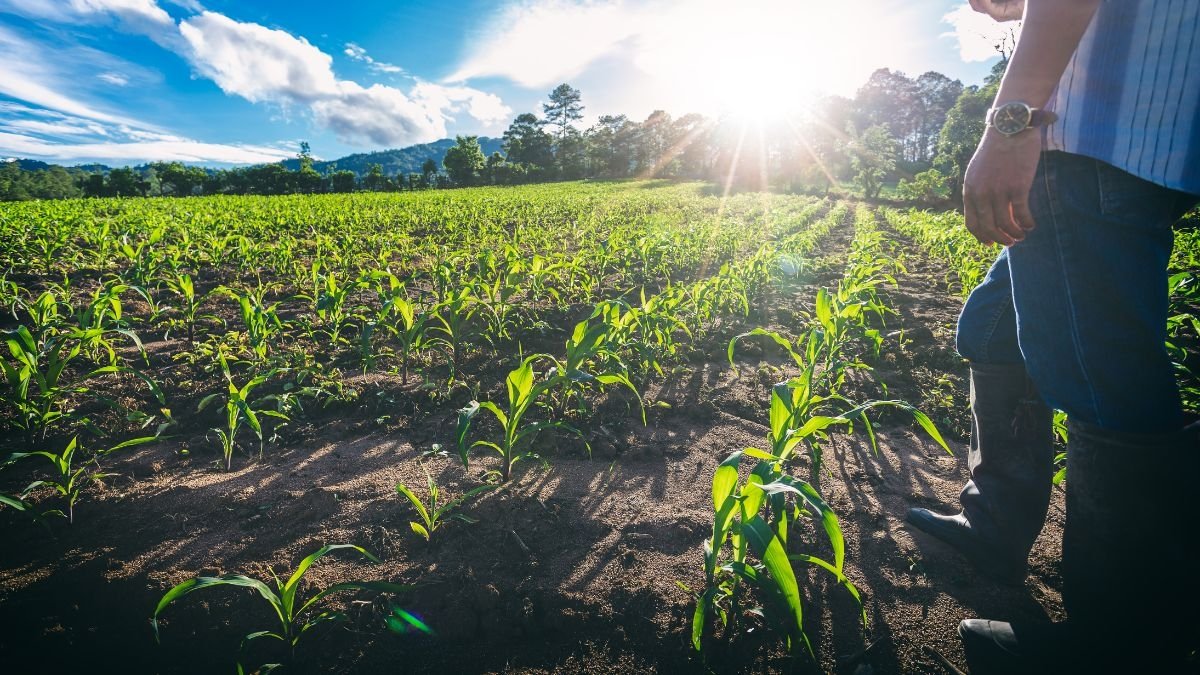 Novo El Niño reforça importância da gestão de riscos no agro