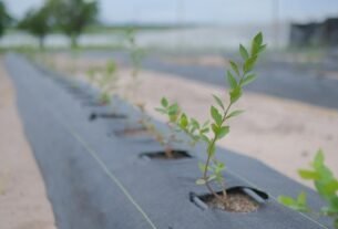 Golden Agro inicia colheita de mirtilos e aprova expansão