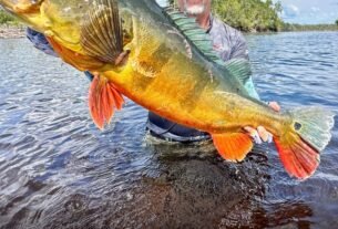 MLF anuncia entrada no Brasil em 2027