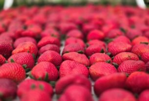 Sebrae participa da Festa de Flores e Morangos de Atibaia