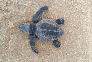 Indústria alagoana apoia conservação da fauna marinha